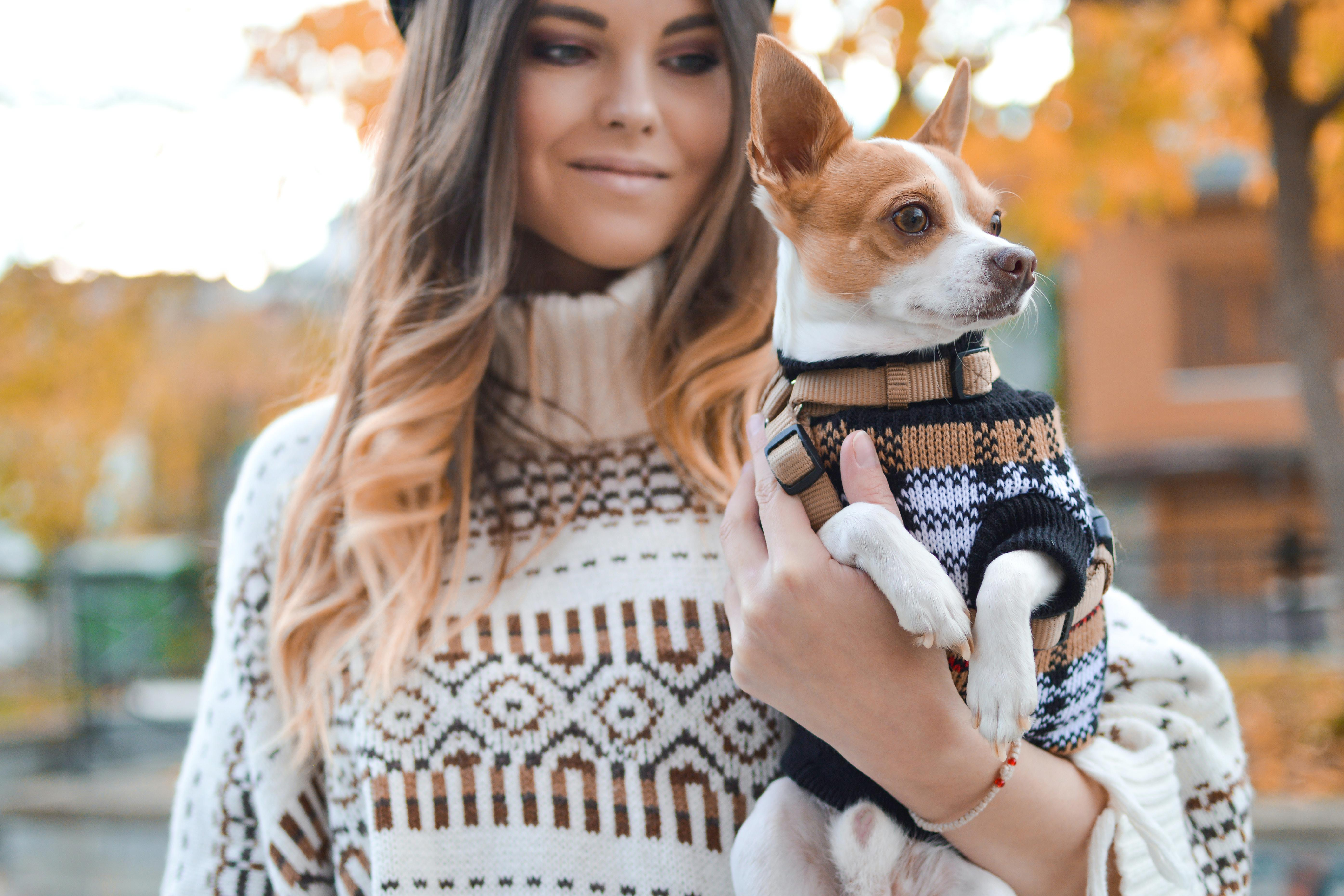 Training Chihuahuas to Become Service Dogs: How to Teach Your Small Dog Big Responsibilities